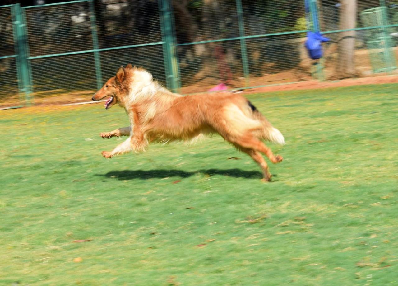 Manas Resort With Petting Zoo, Igatpuri Exterior photo